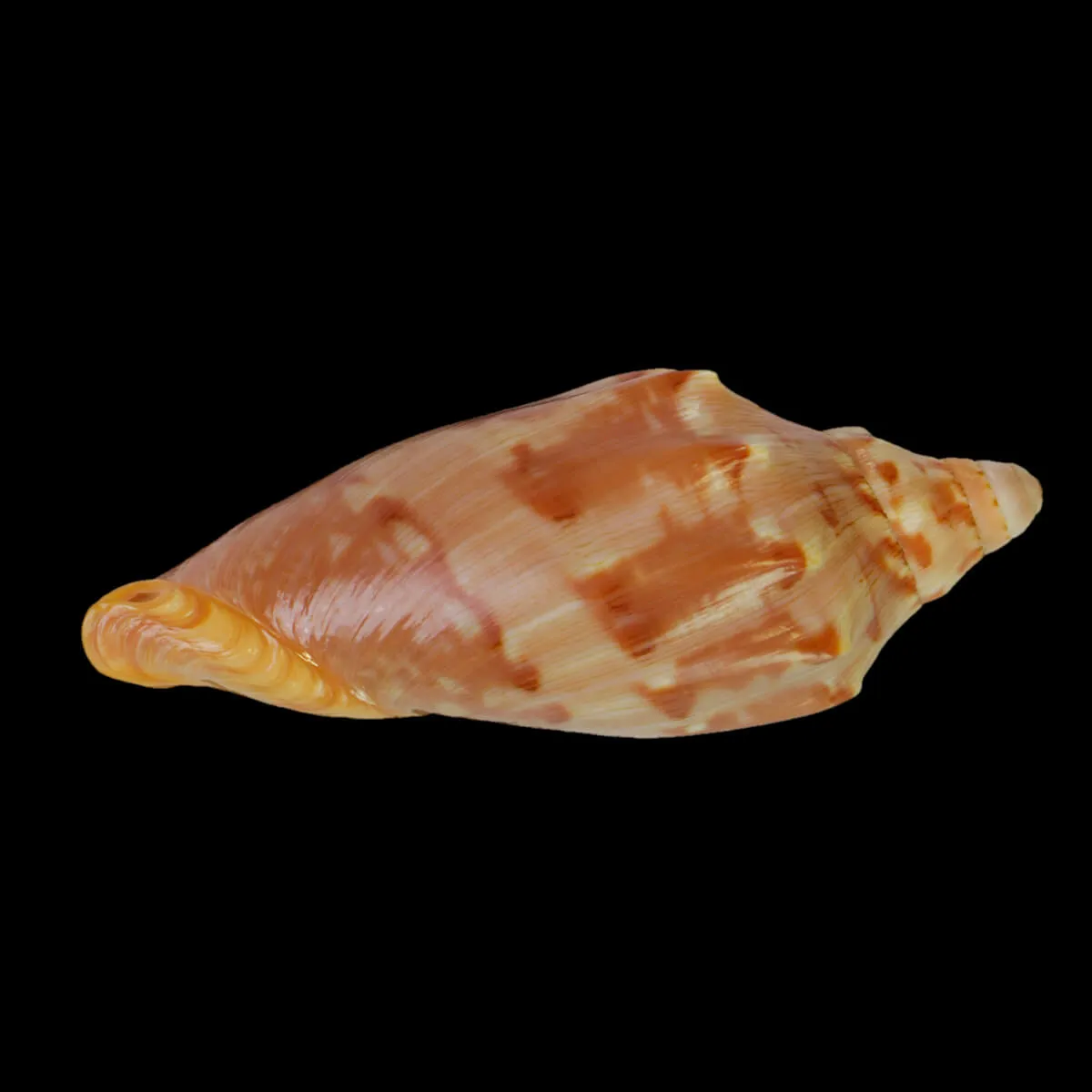Cymbiola Aulica Red