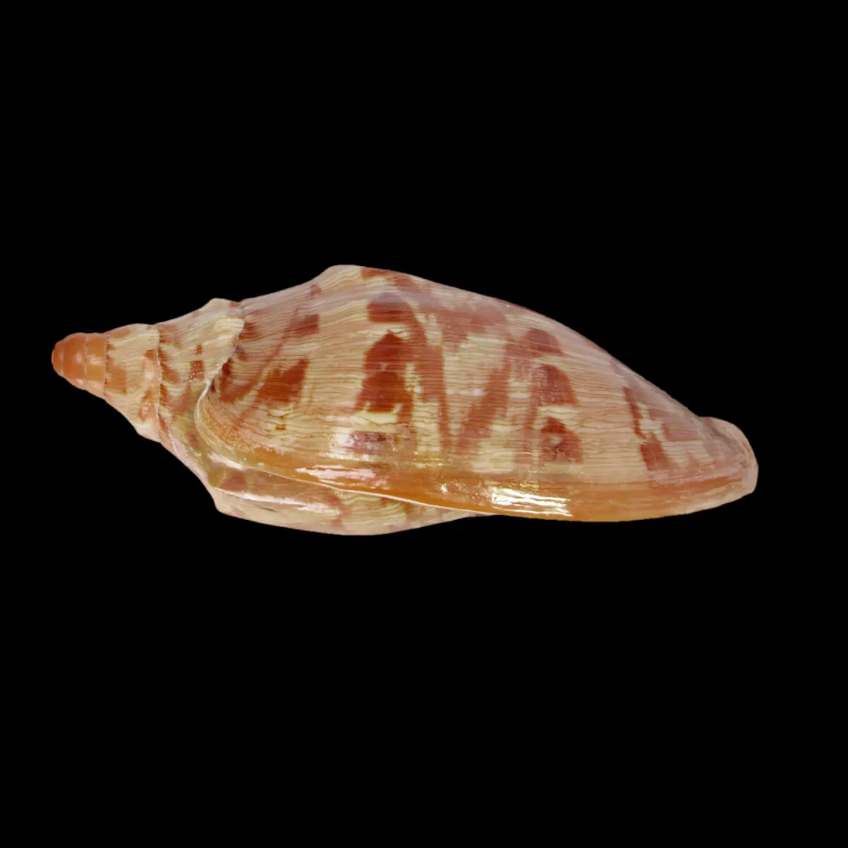 Cymbiola Aulica f. Palawanica