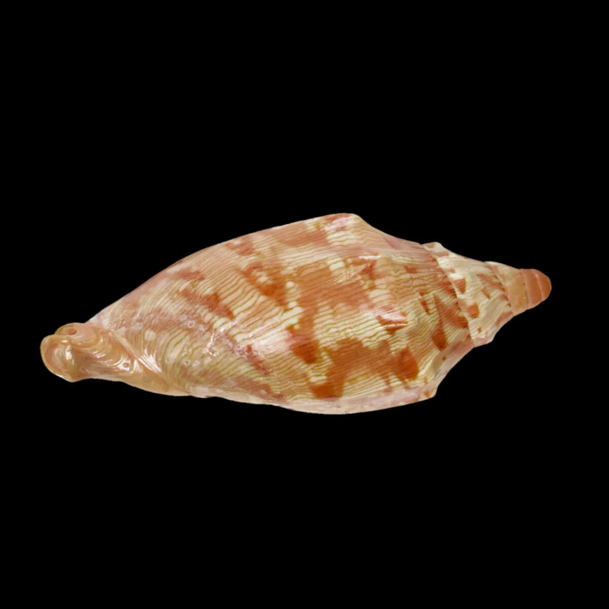 Cymbiola Aulica f. Palawanica