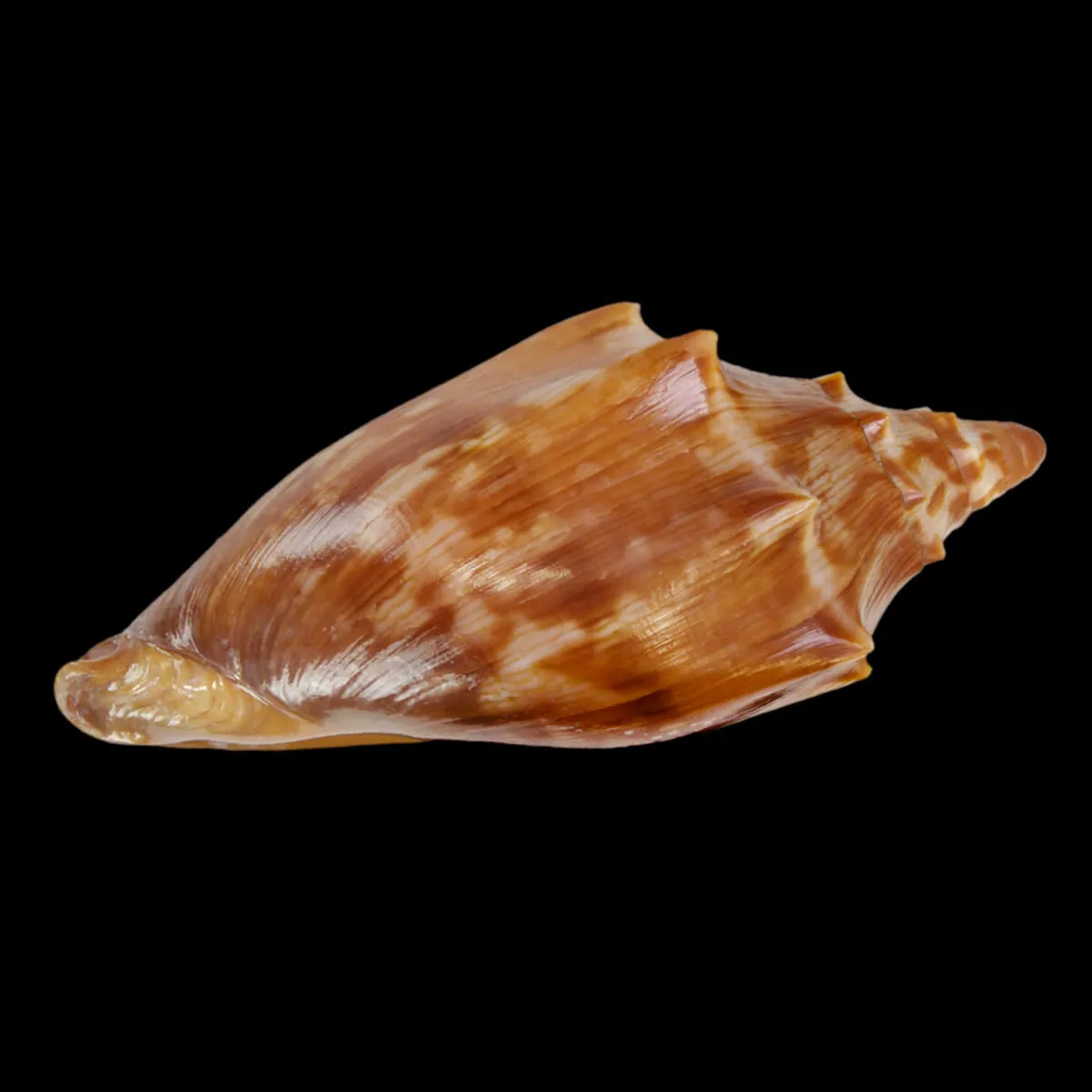 Cymbiola Aulica