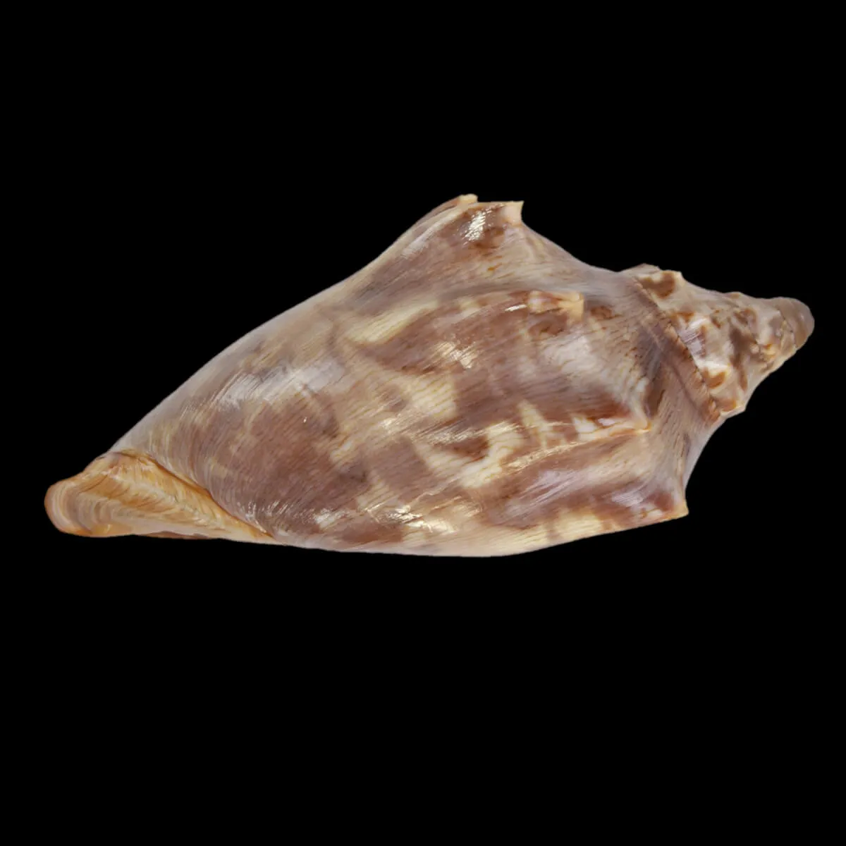 Cymbiola Aulica