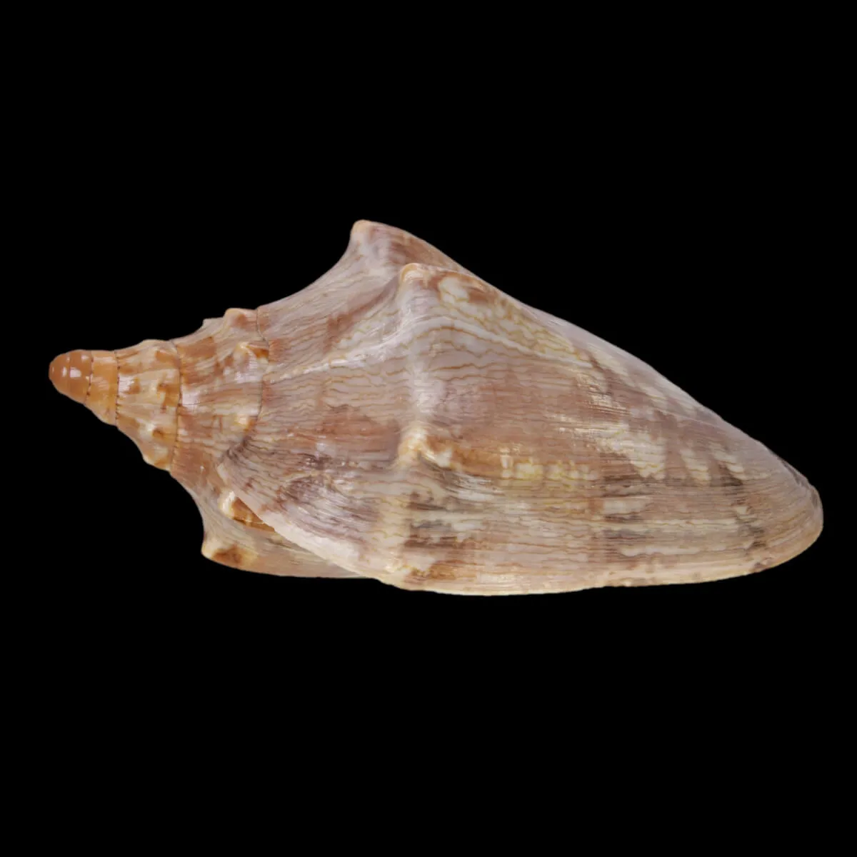 Cymbiola Aulica