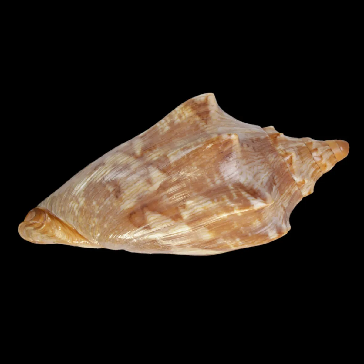 Cymbiola Aulica