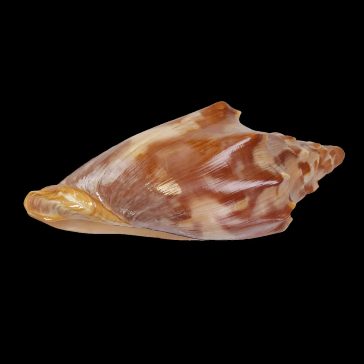 Cymbiola Aulica