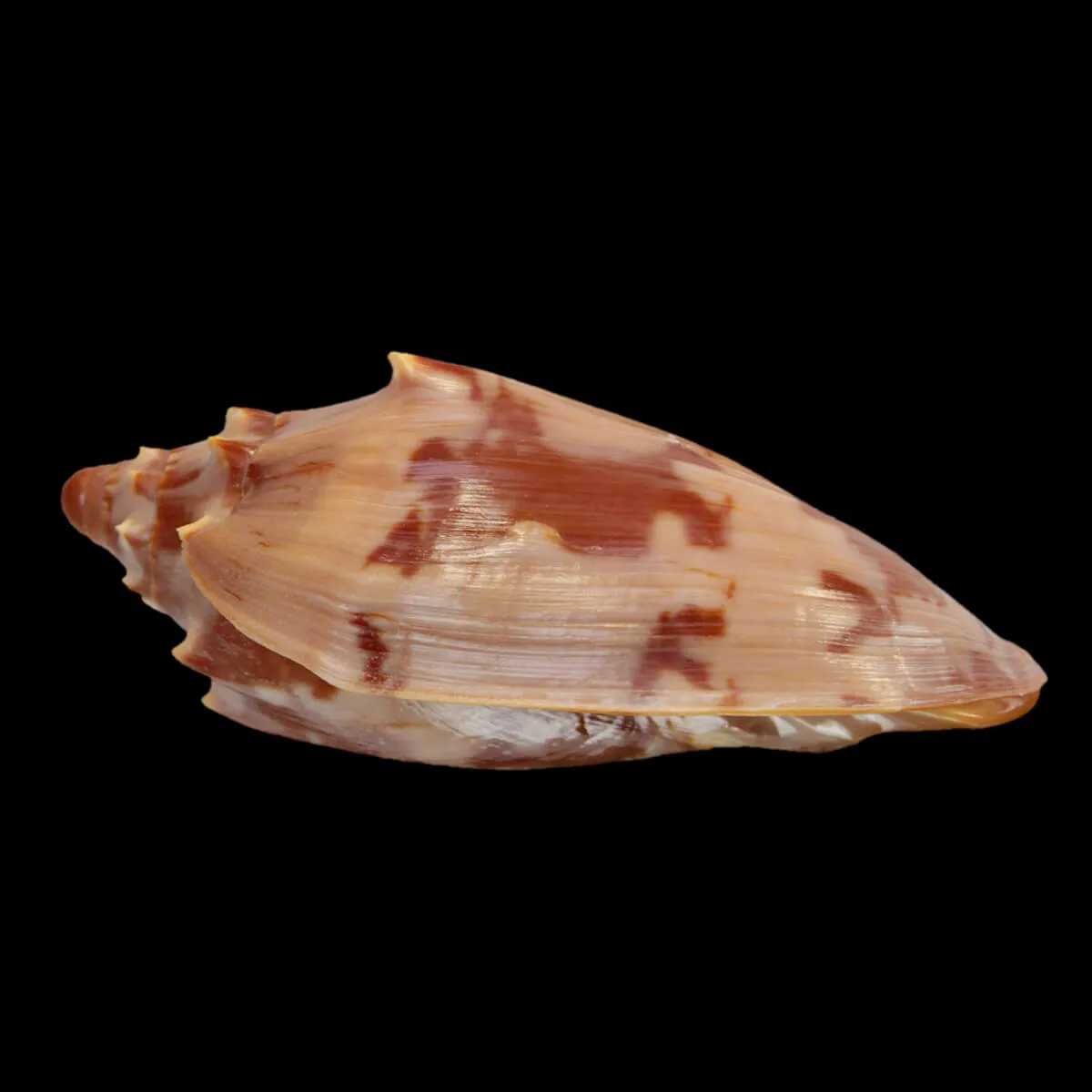 Cymbiola Aulica