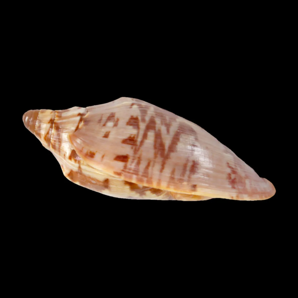 Cymbiola Aulica f. Palawanica