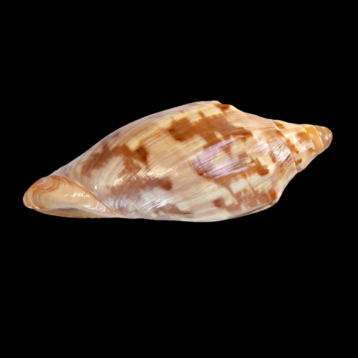Cymbiola Aulica f. Palawanica