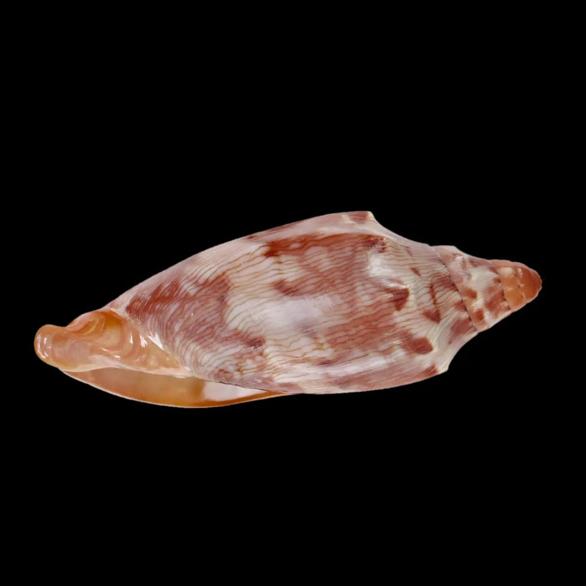 Cymbiola Aulica f. Palawanica
