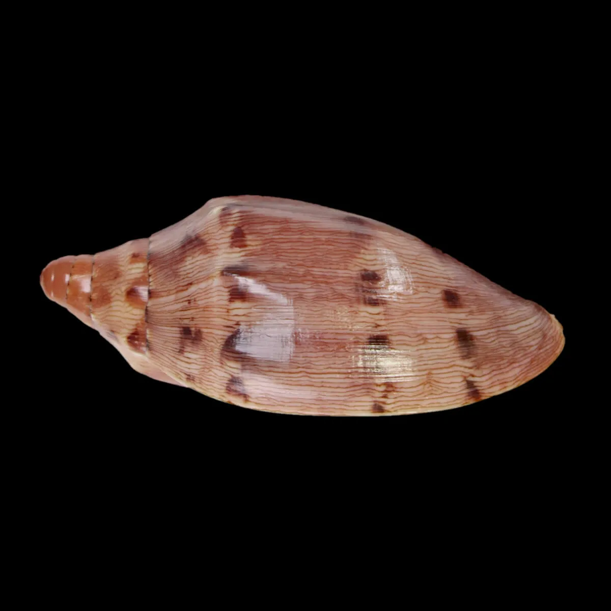 Cymbiola Aulica f. Palawanica