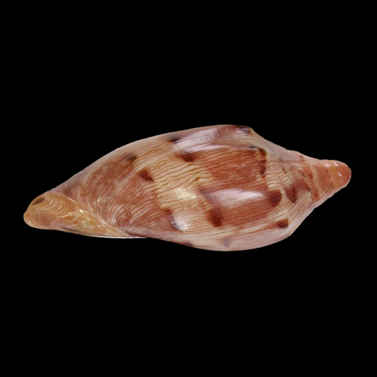 Cymbiola Aulica f. Palawanica