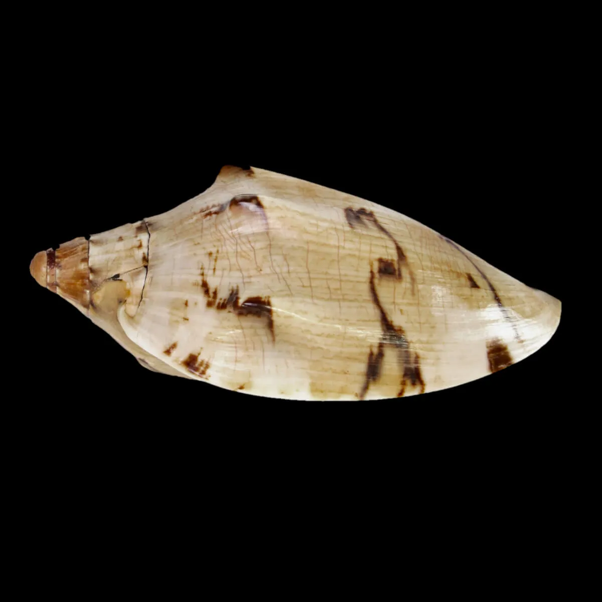 Cymbiola Aulica f. Cathcartiae