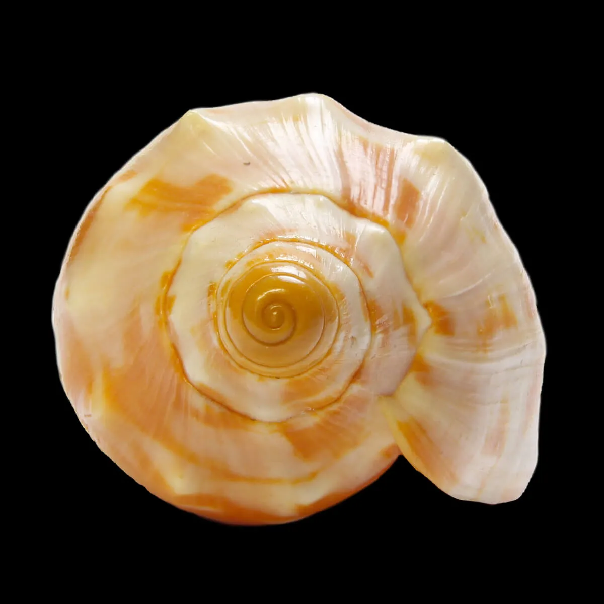 Cymbiola Palawanica