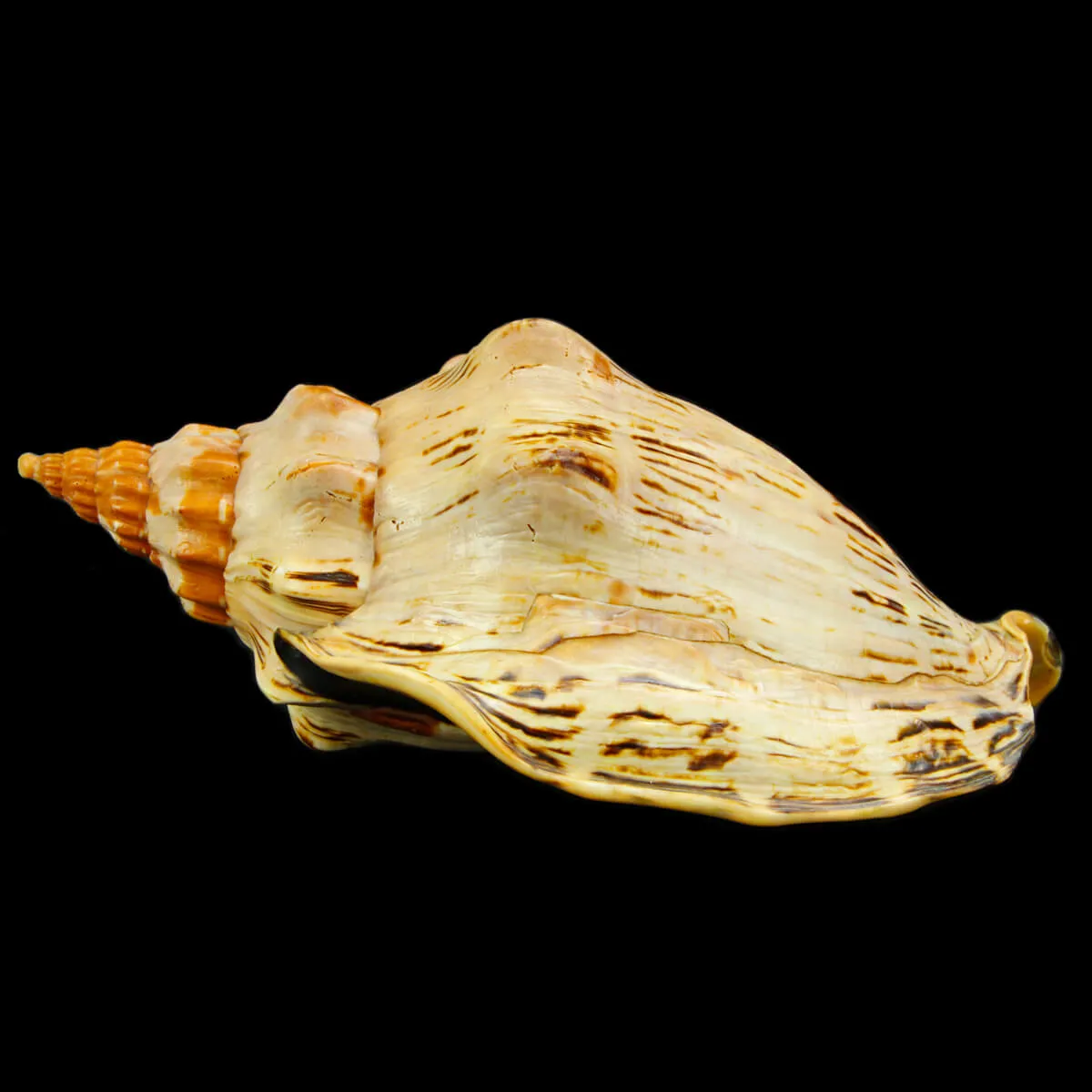 Callipara Festiva XXL