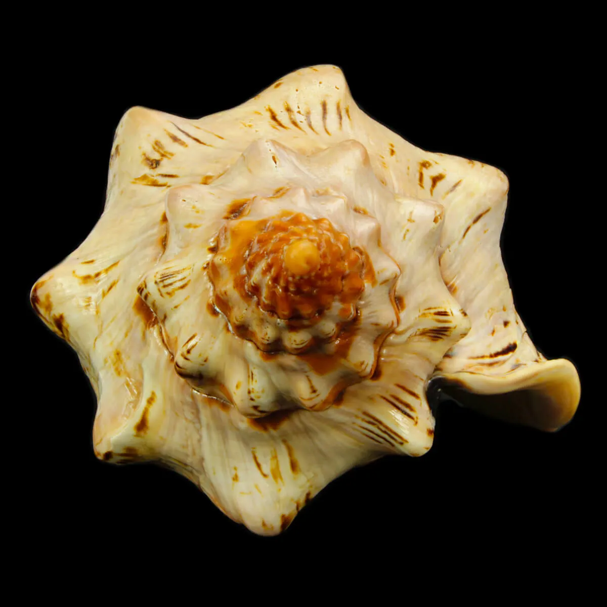 Callipara Festiva XXL