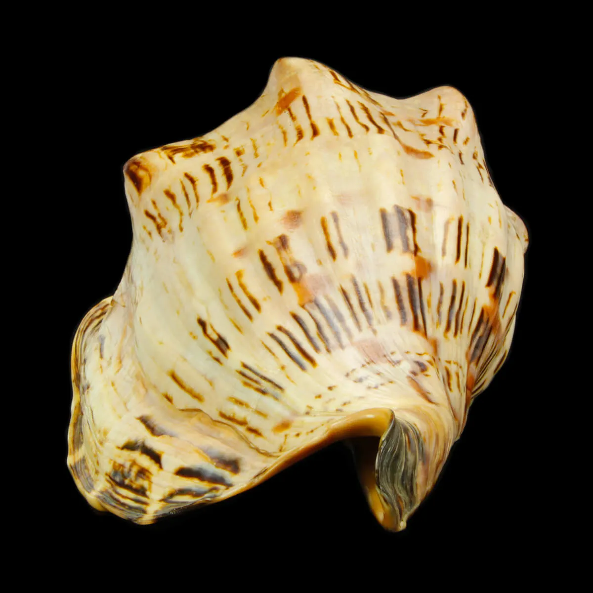 Callipara Festiva XXL