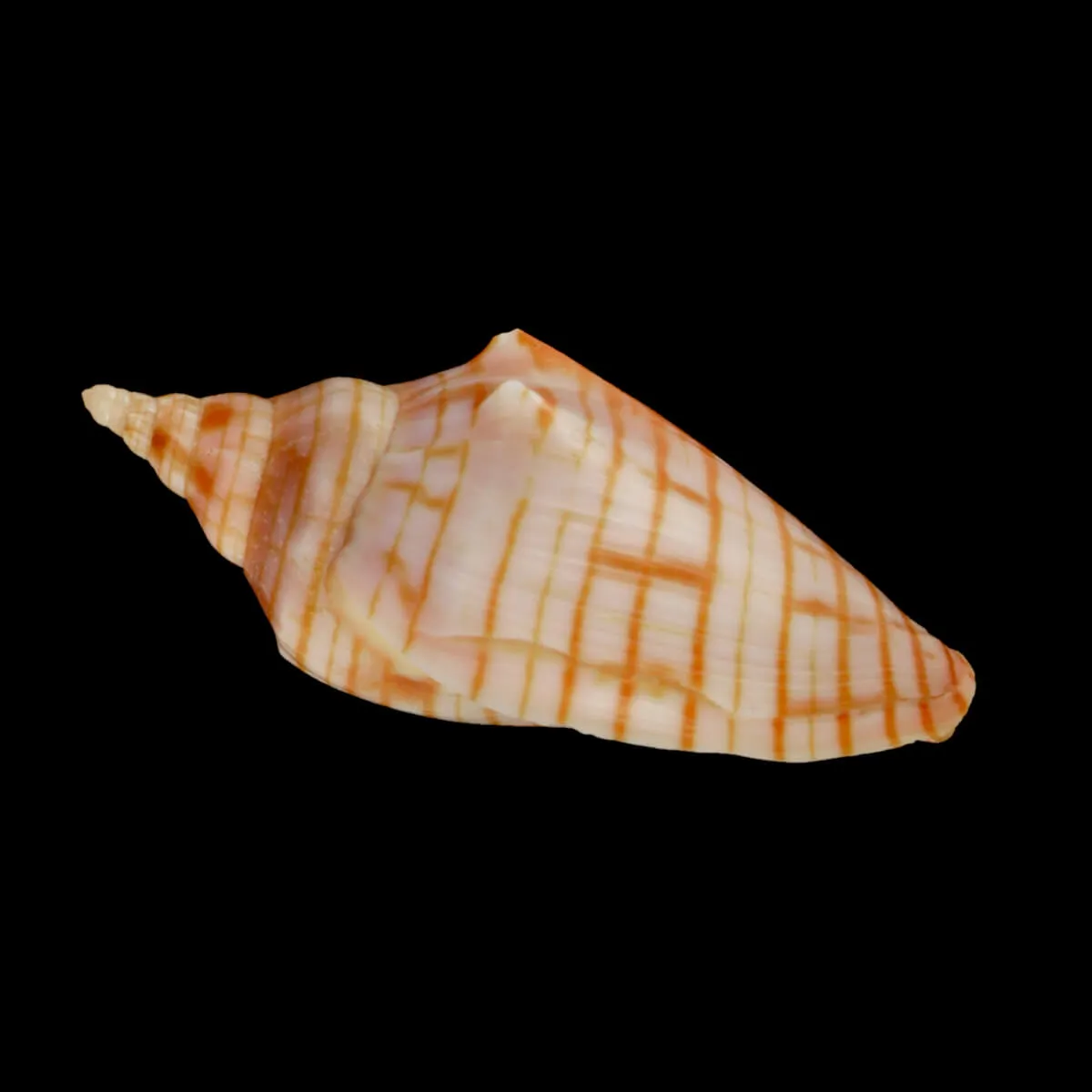 Harpulina Arausiaca