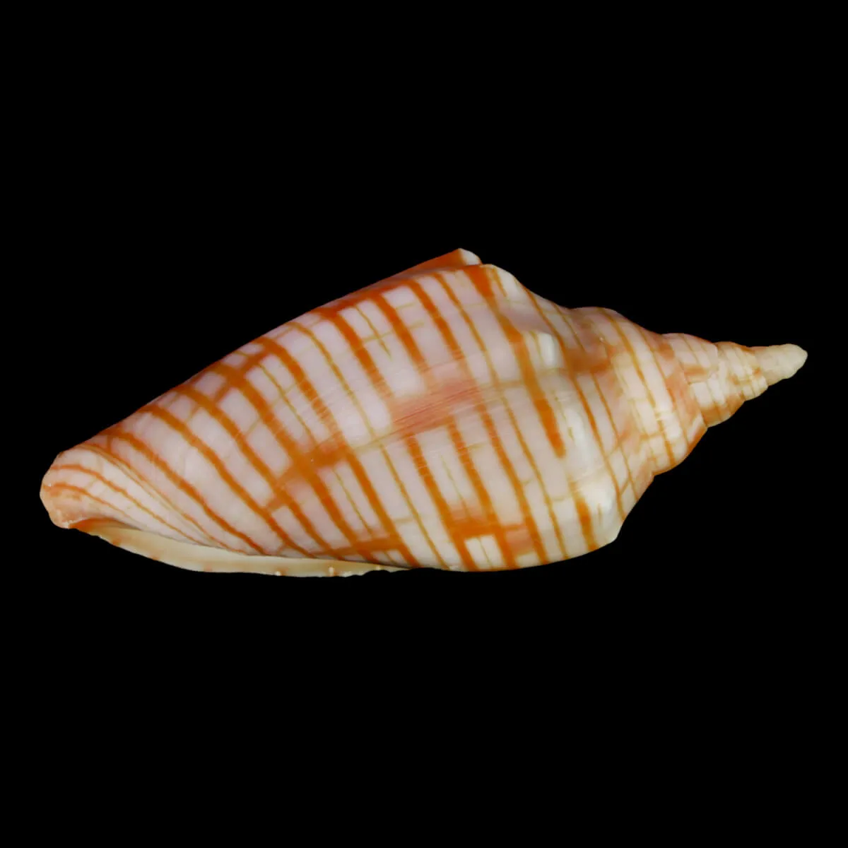 Harpulina Arausiaca