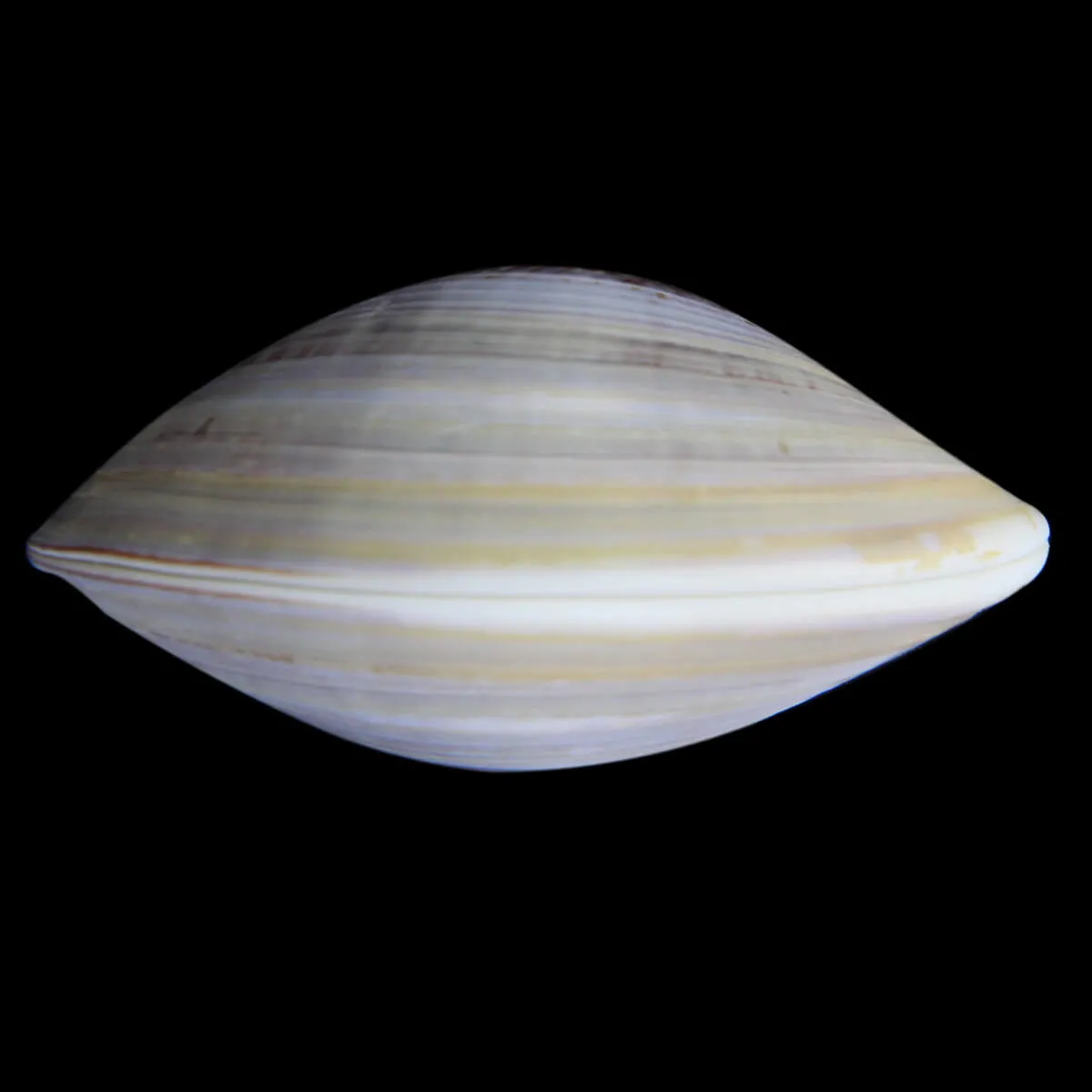 Meretrix Petechialis