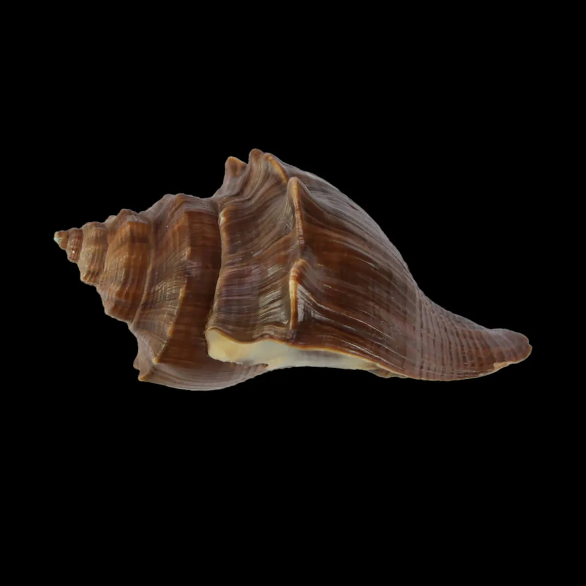 Volegalea Cochlidium F. Fulva