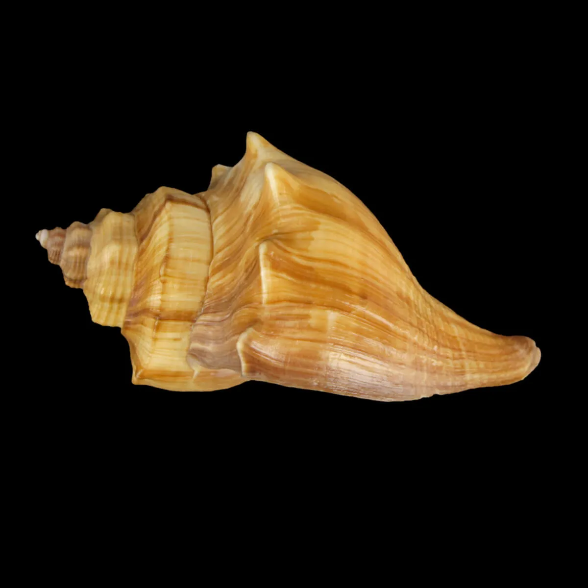 Volegalea Cochlidium