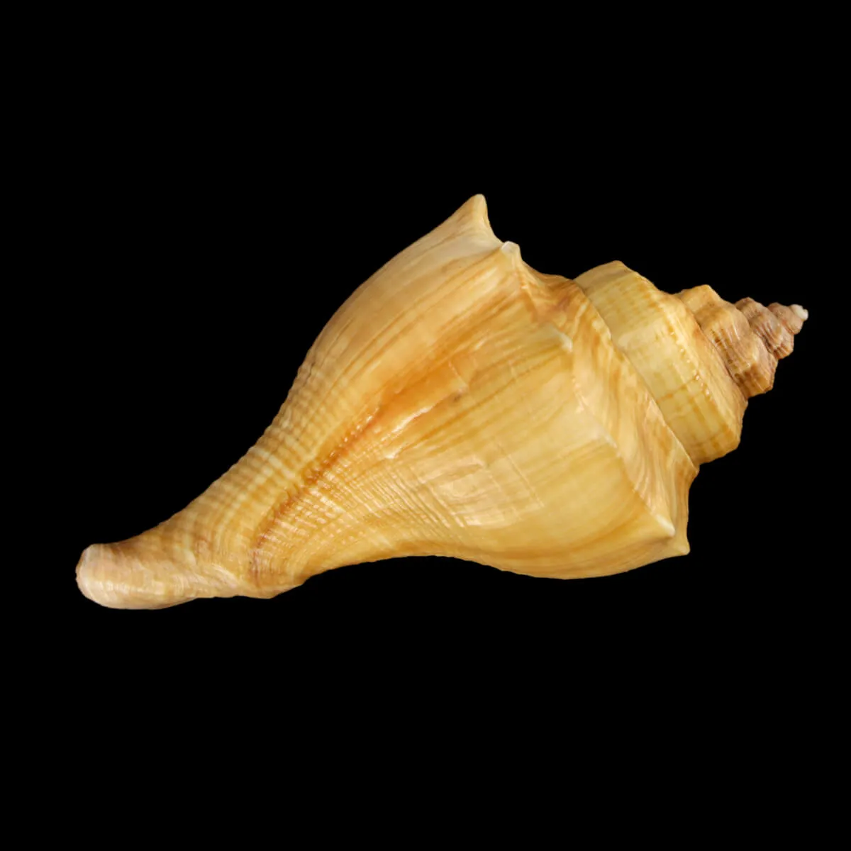 Volegalea Cochlidium