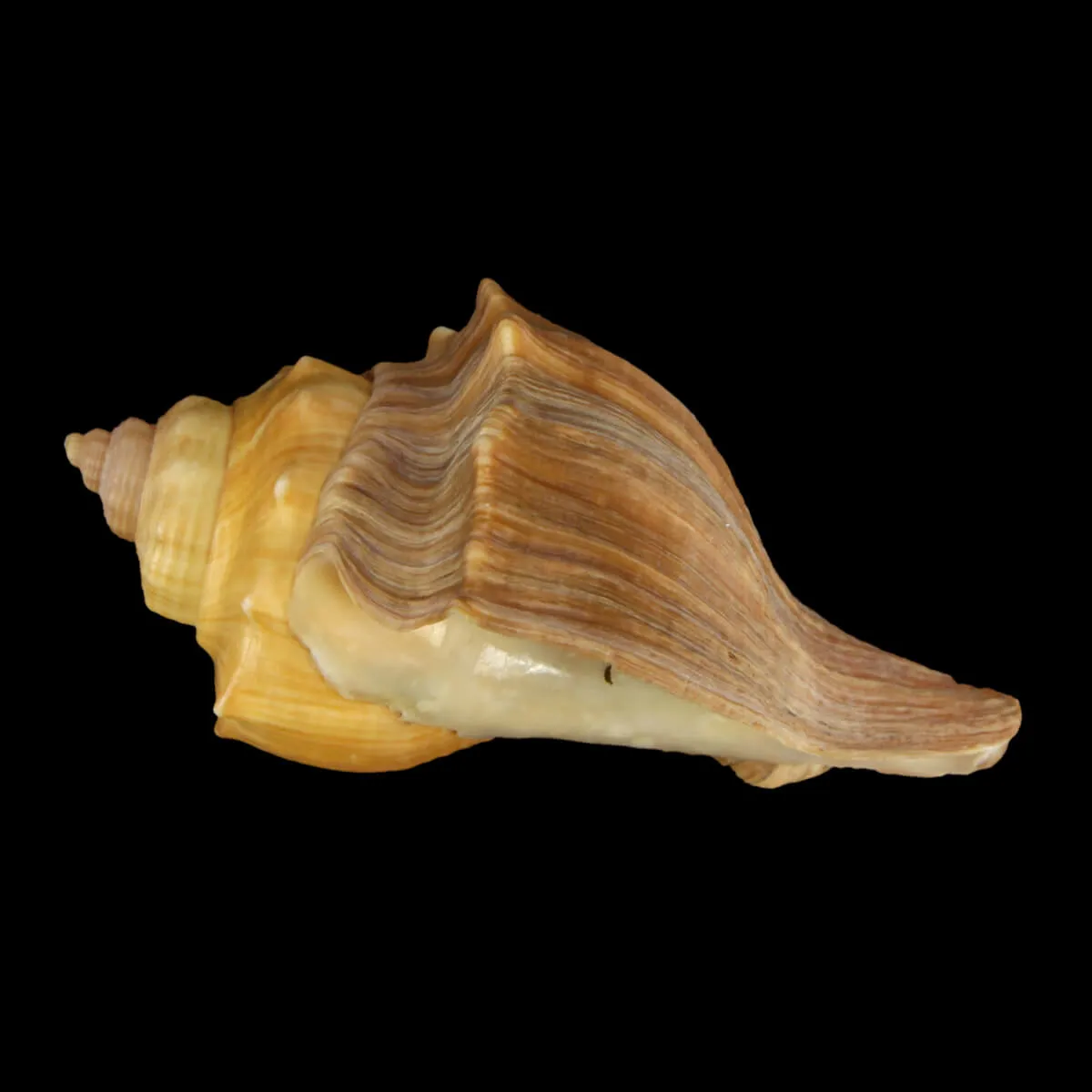 Volegalea Cochlidium