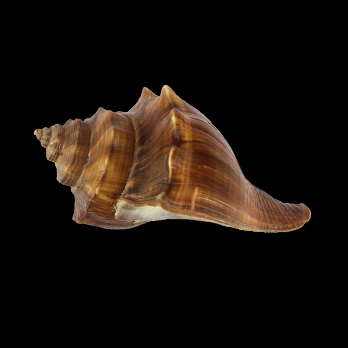 Volegalea Cochlidium F. Fulva