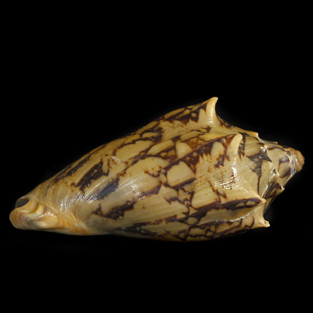 Cymbiola Vespertilio Scura