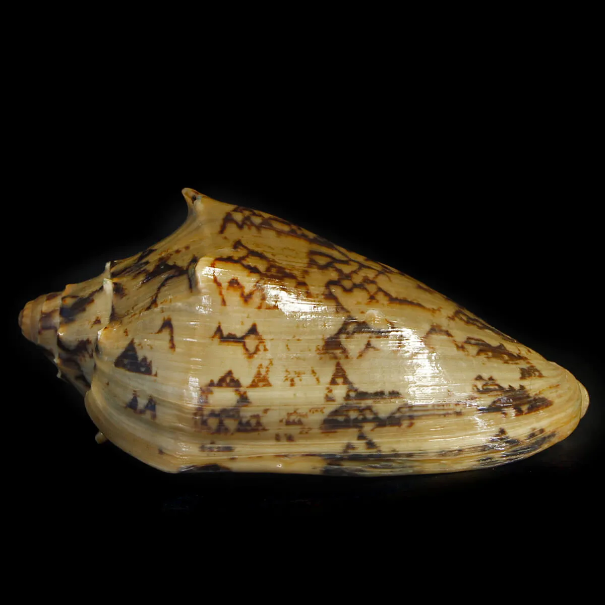 Cymbiola Vespertilio Scura