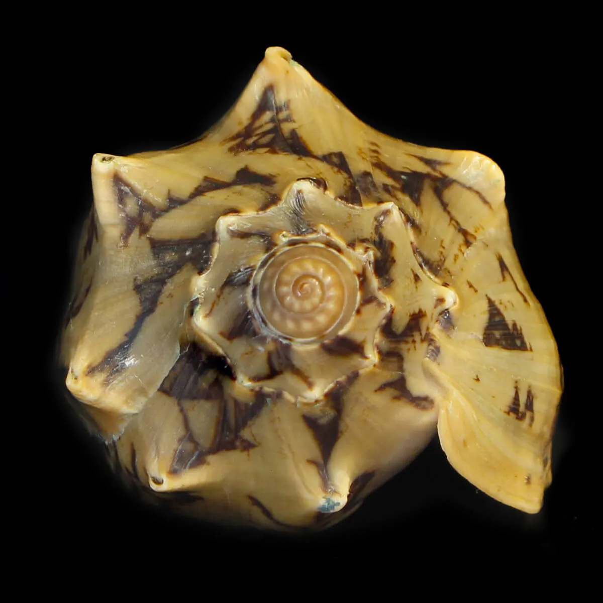 Cymbiola Vespertilio Scura