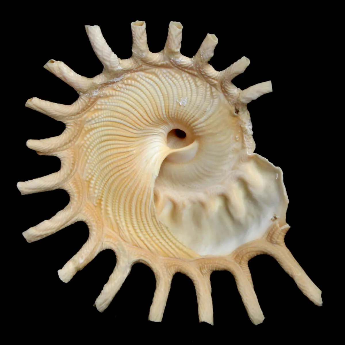 Stellaria Solaris 