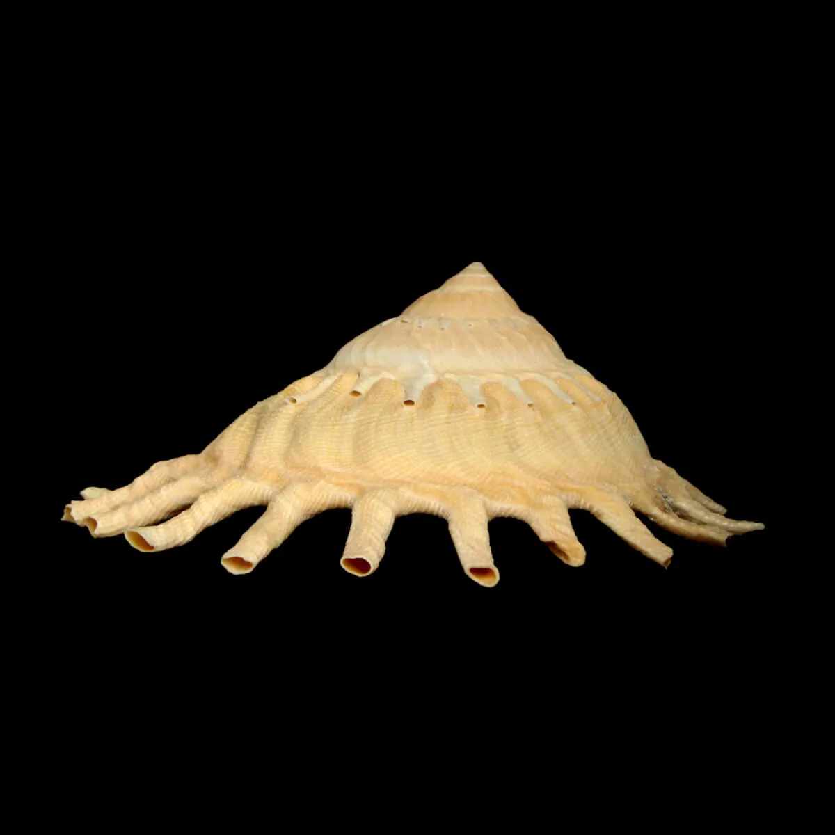 Stellaria Solaris 