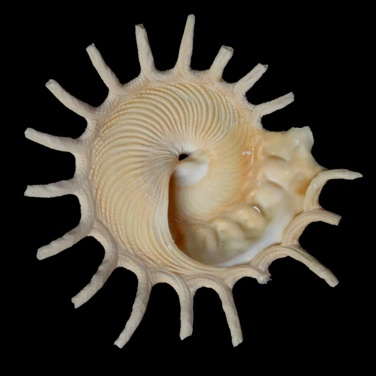 Stellaria Solaris