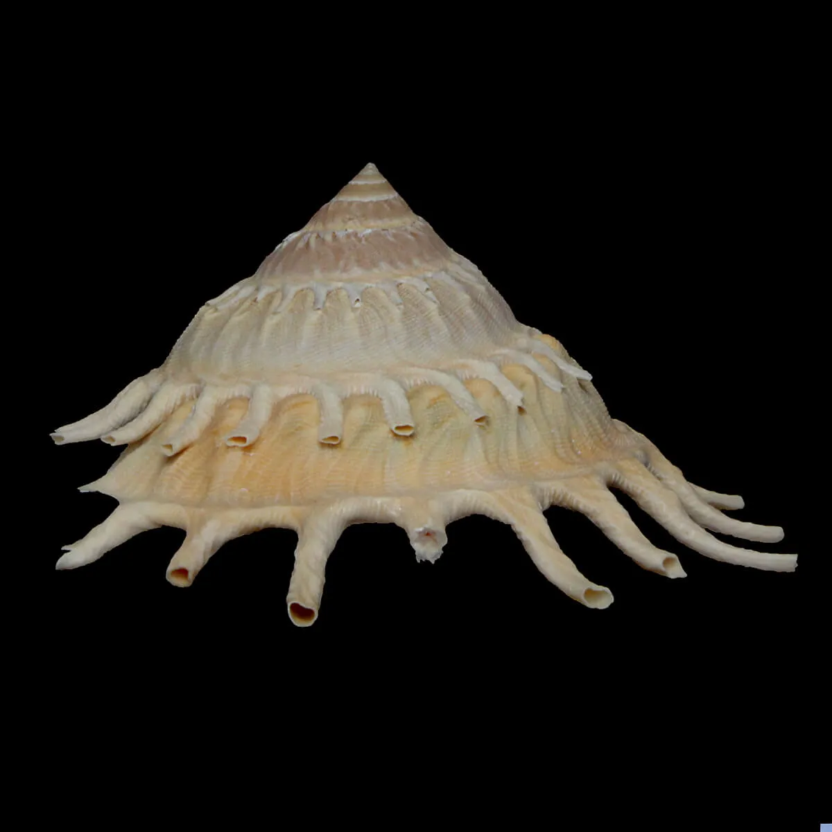 Stellaria Solaris