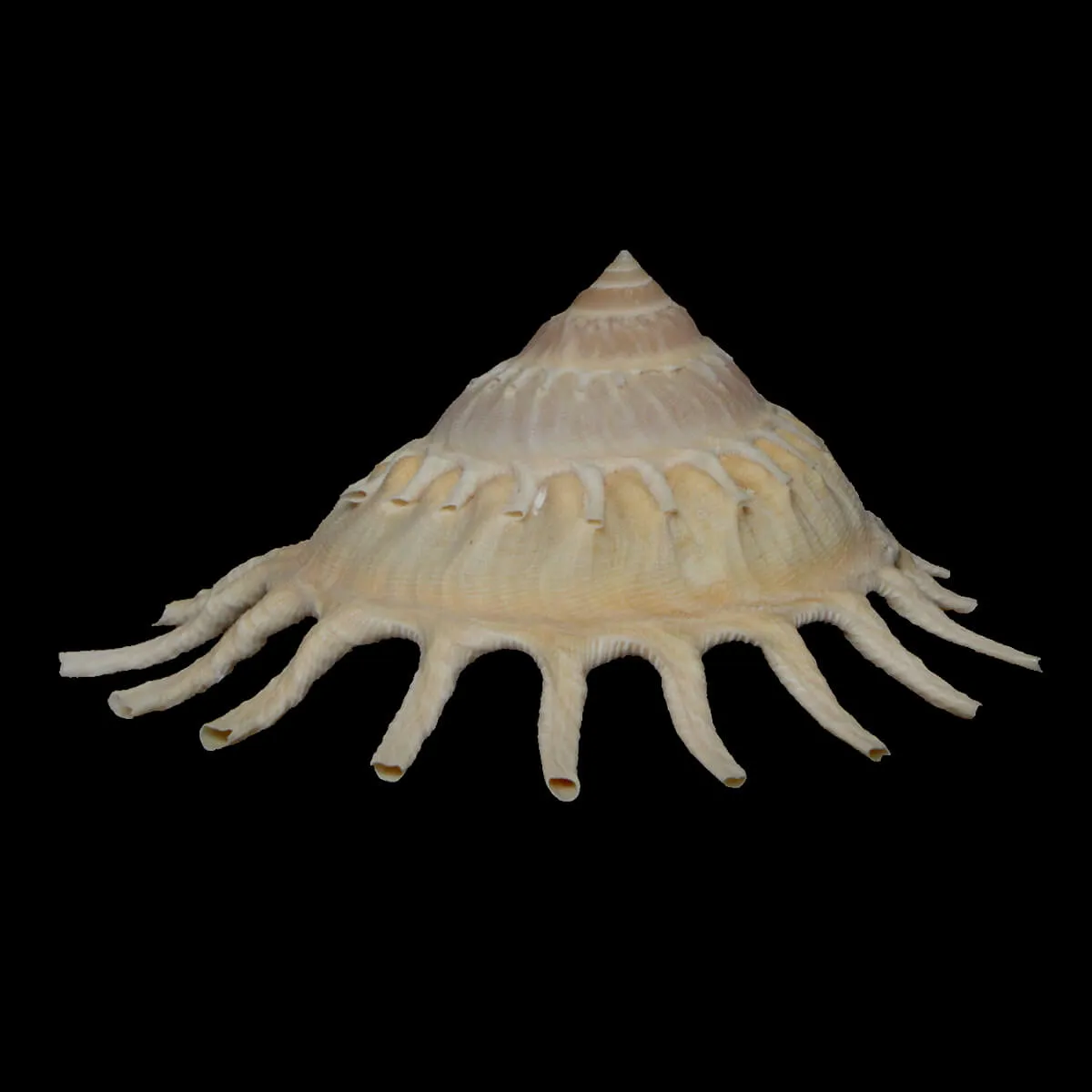 Stellaria Solaris