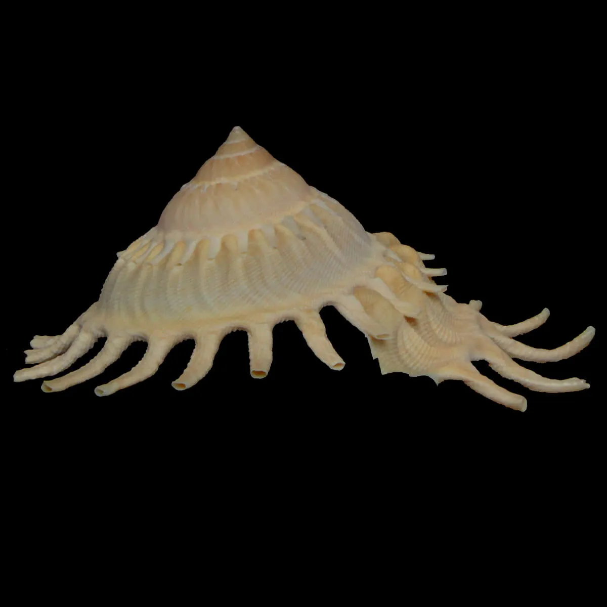 Stellaria Solaris