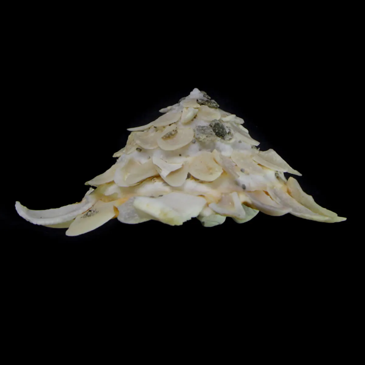  ﻿﻿Xenophora Corrugata f. Tulearensis