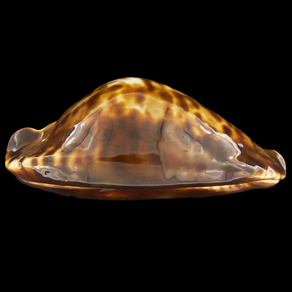 Zoila Friendii