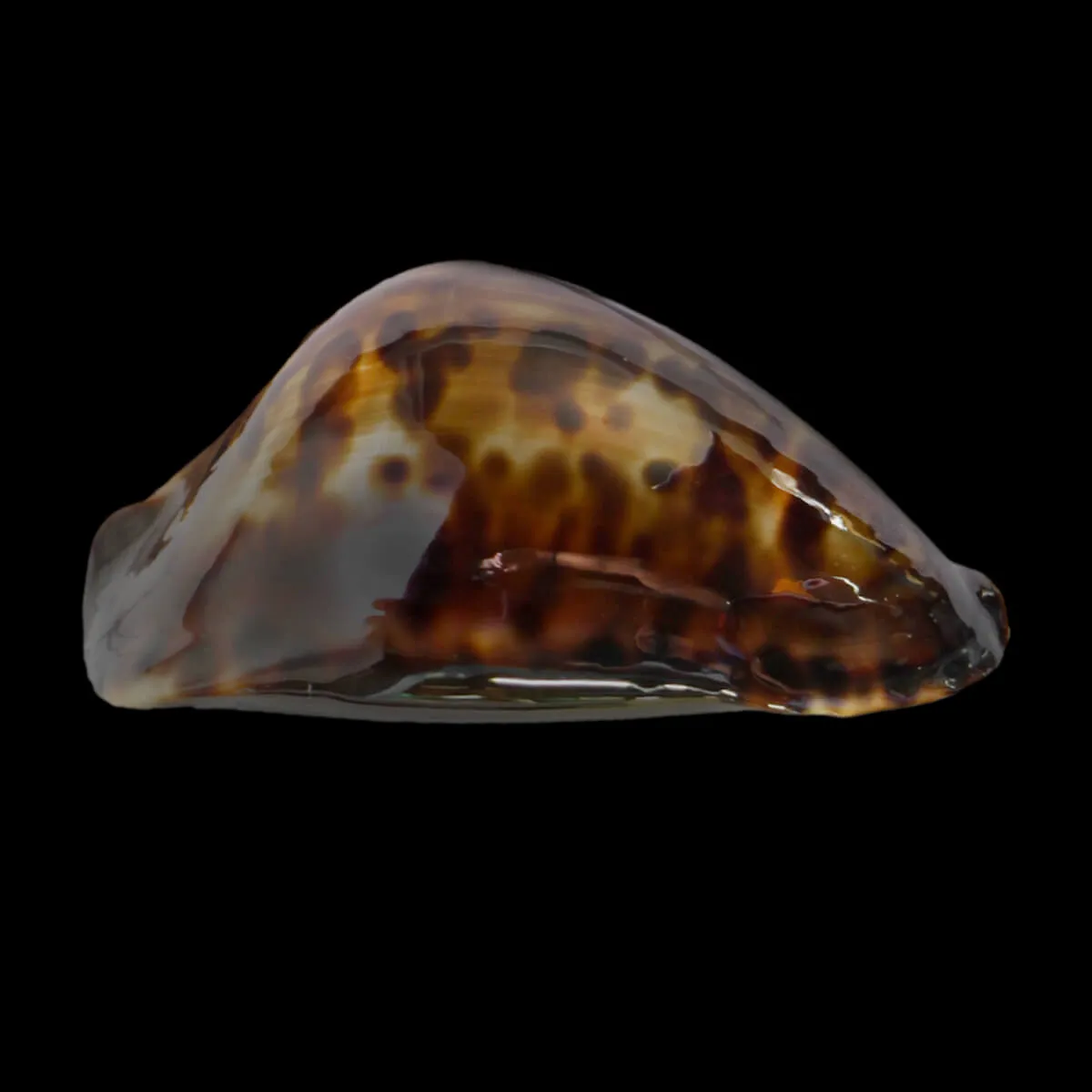 Zoila Friendii Vercoi