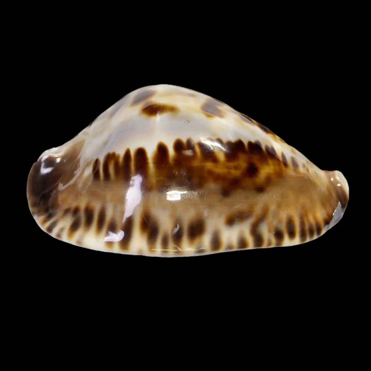 Zoila Friendii Vercoi