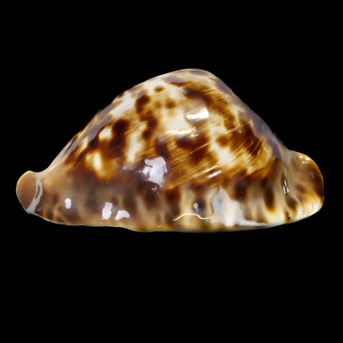 Zoila Friendii Vercoi