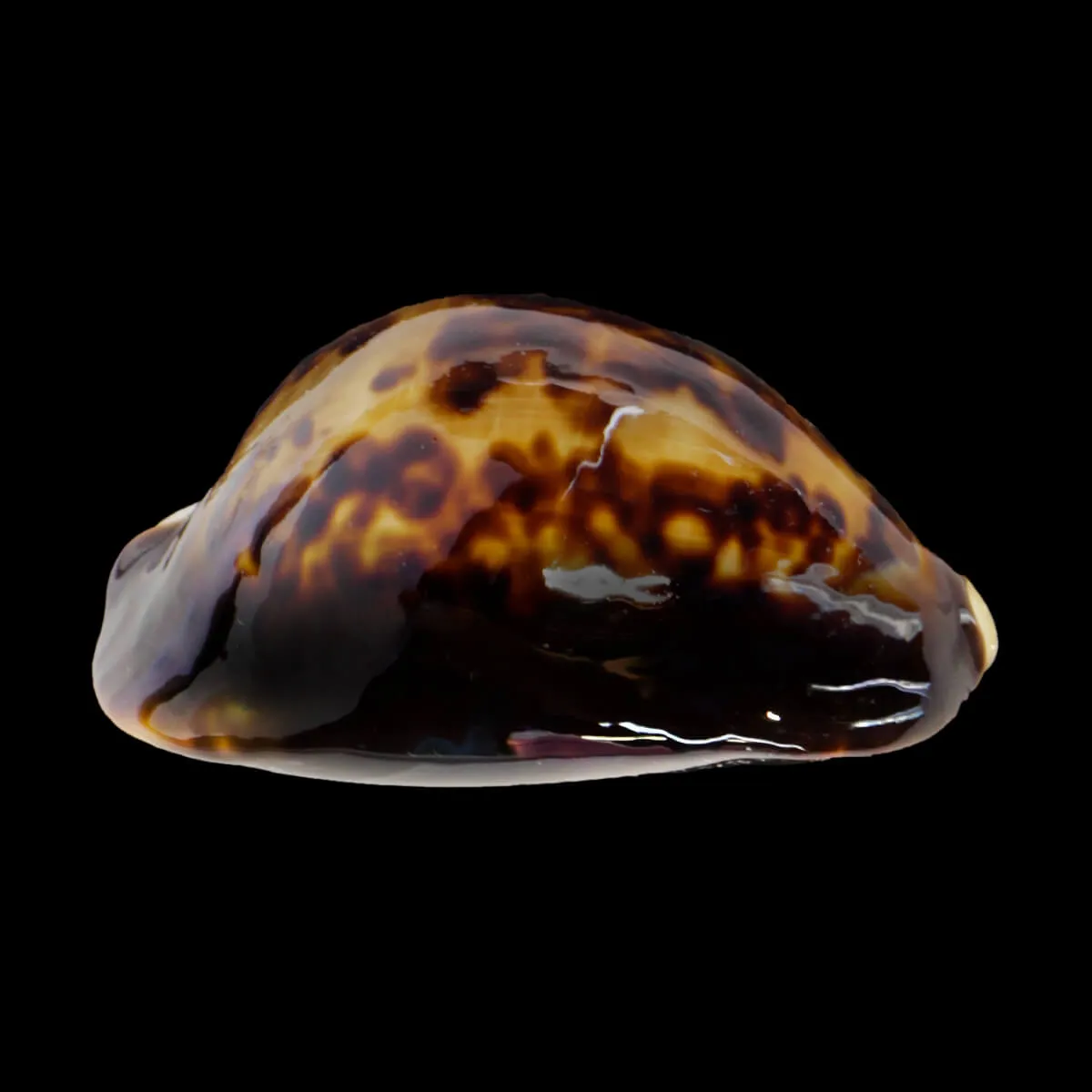Zoila Thersites