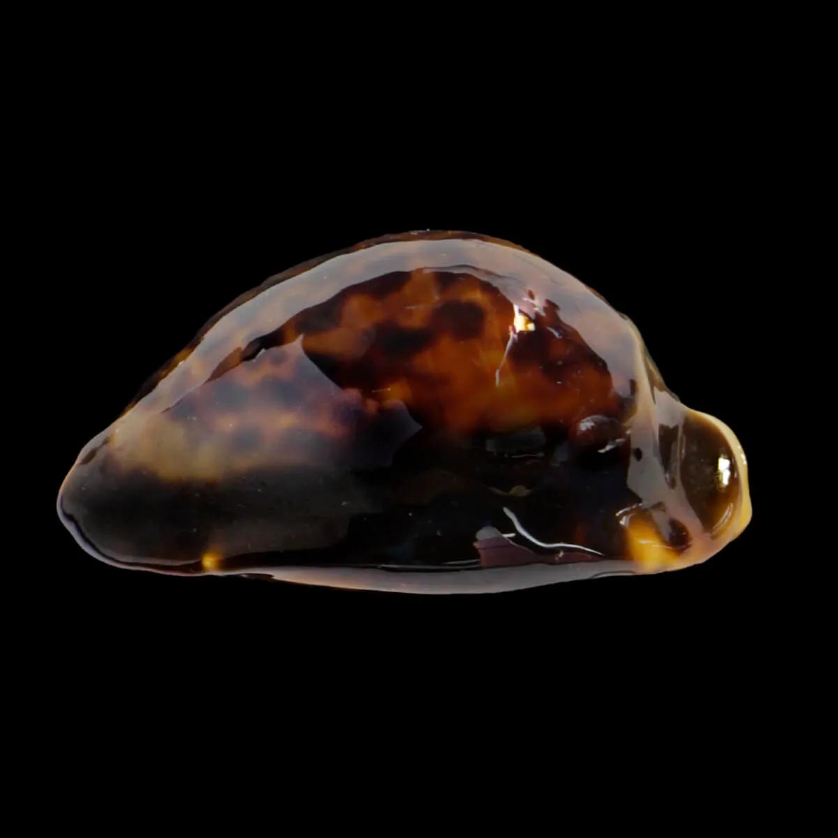 Zoila Thersites
