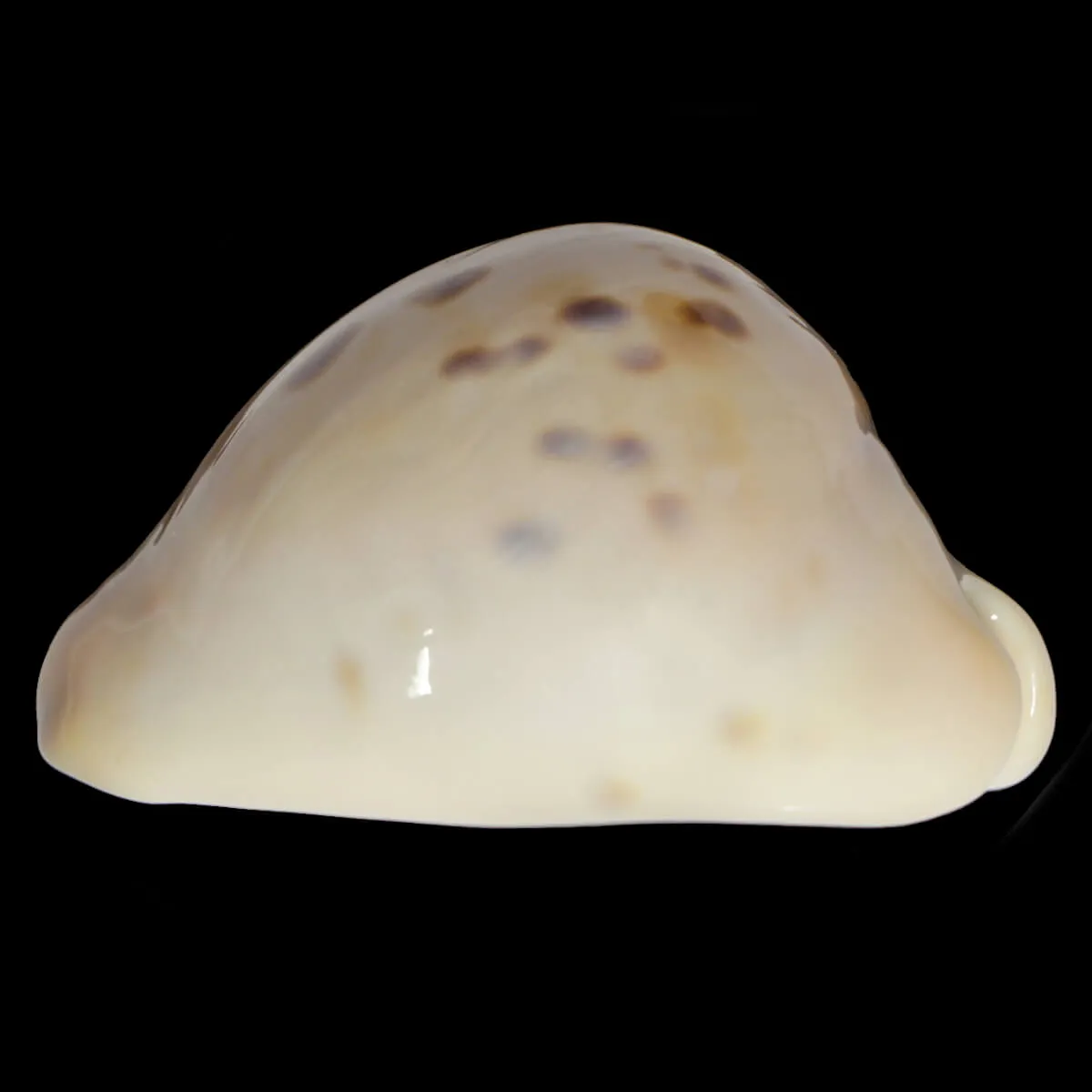 Zoila Venusta Roseopunctata