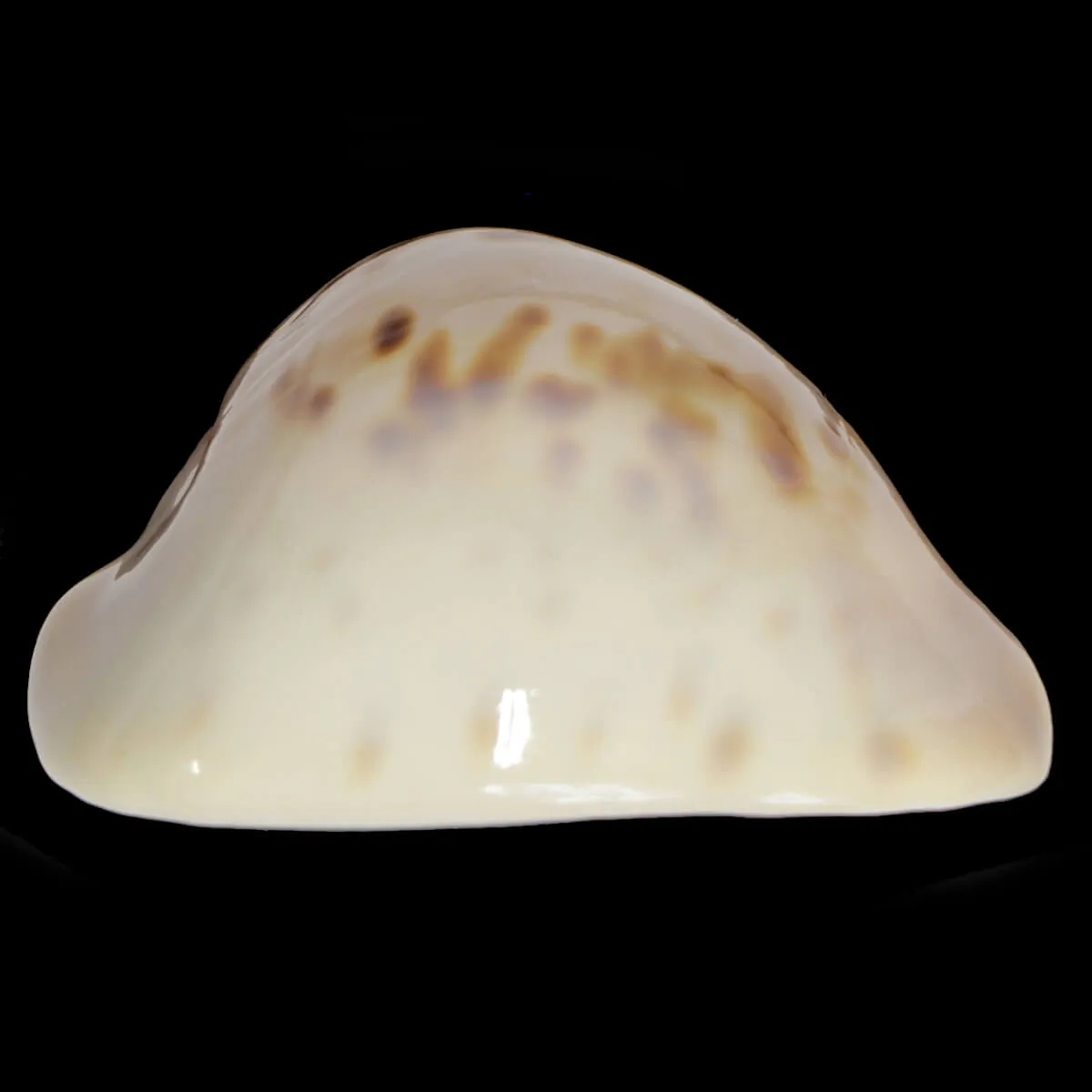 Zoila Venusta Roseopunctata