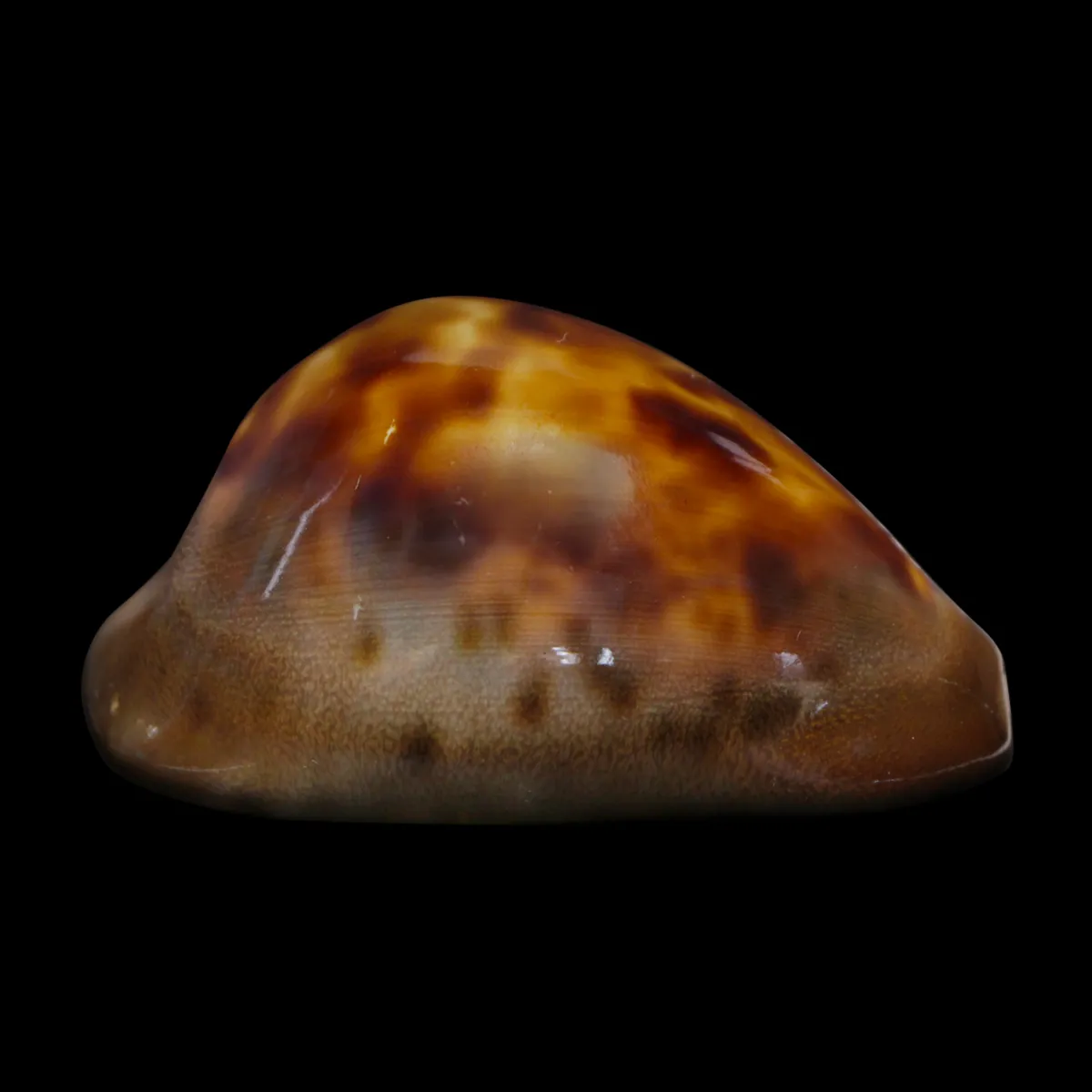 Zoila Venusta Sorrentensis