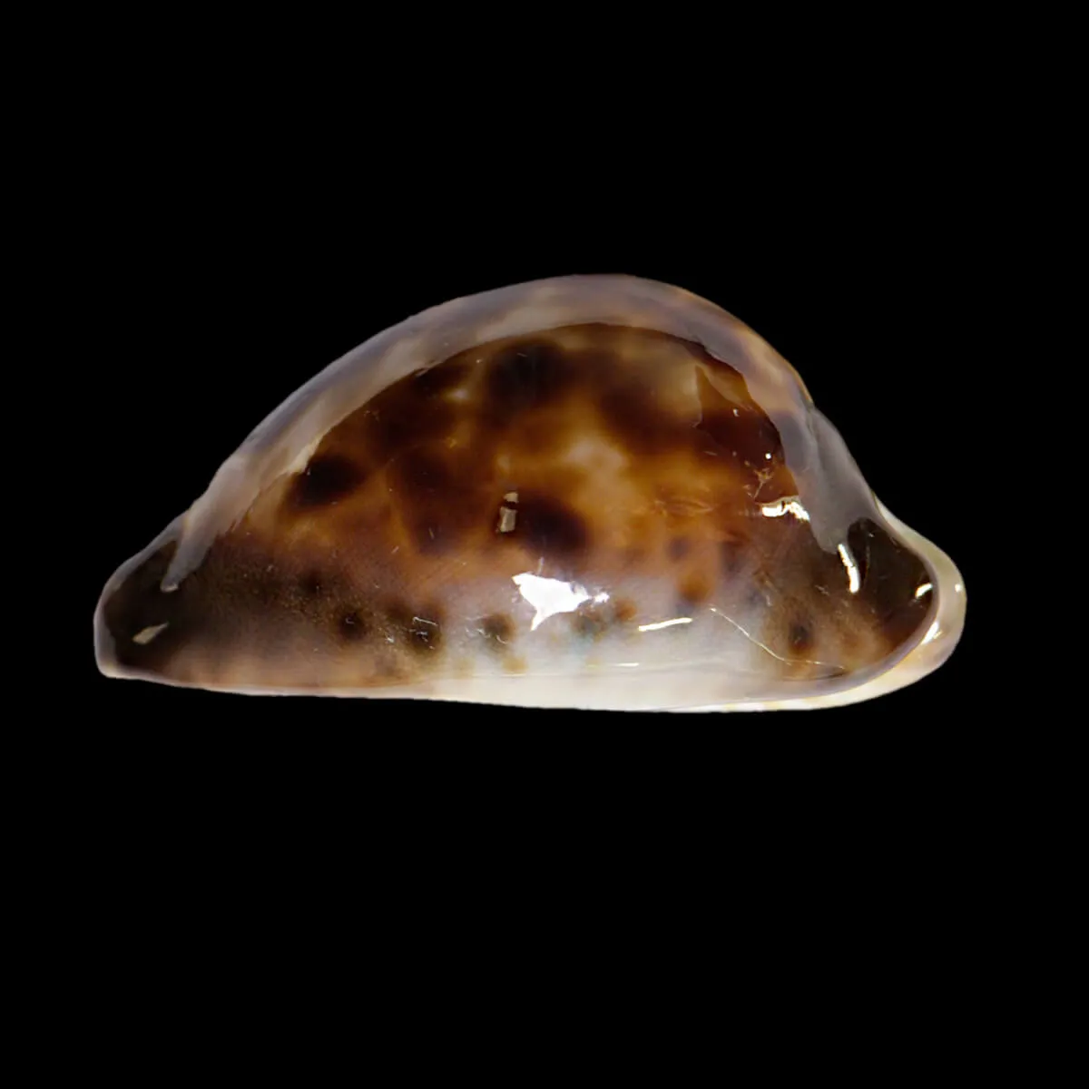 Zoila Venusta Sorrentensis
