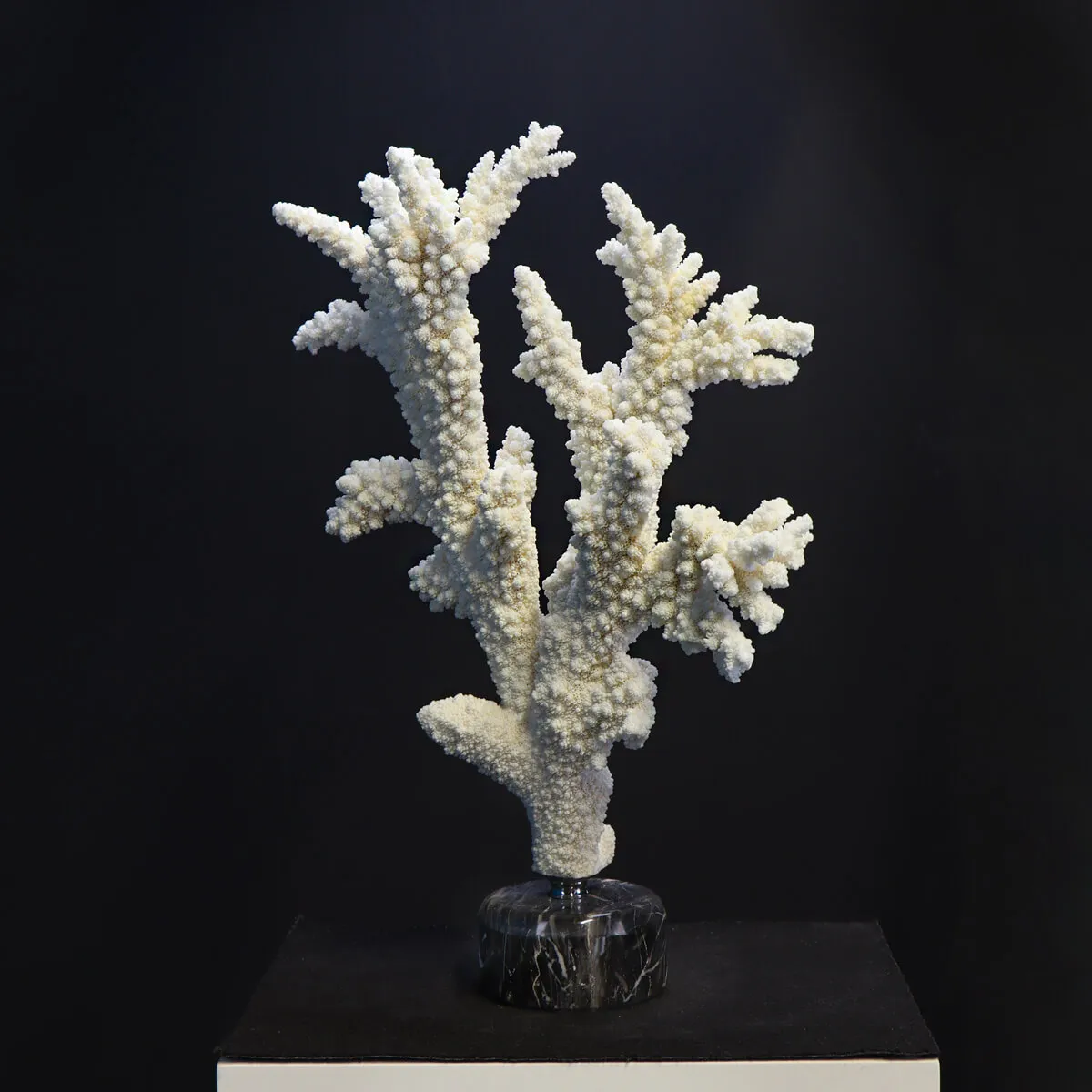 Acropora Florida