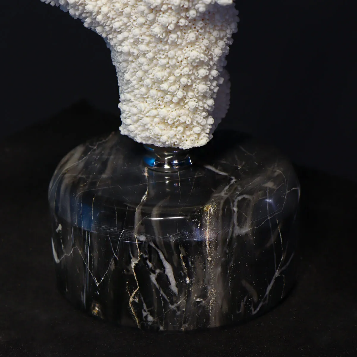 Acropora Florida