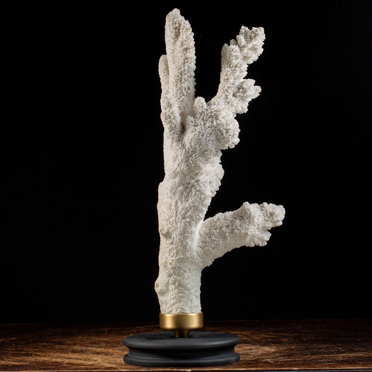 Acropora Florida